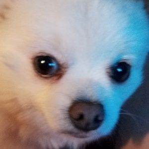 Meet your Posher, Renee